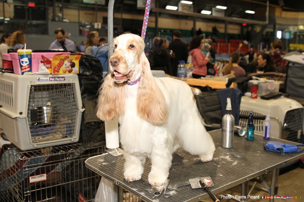 Expo canine 2016